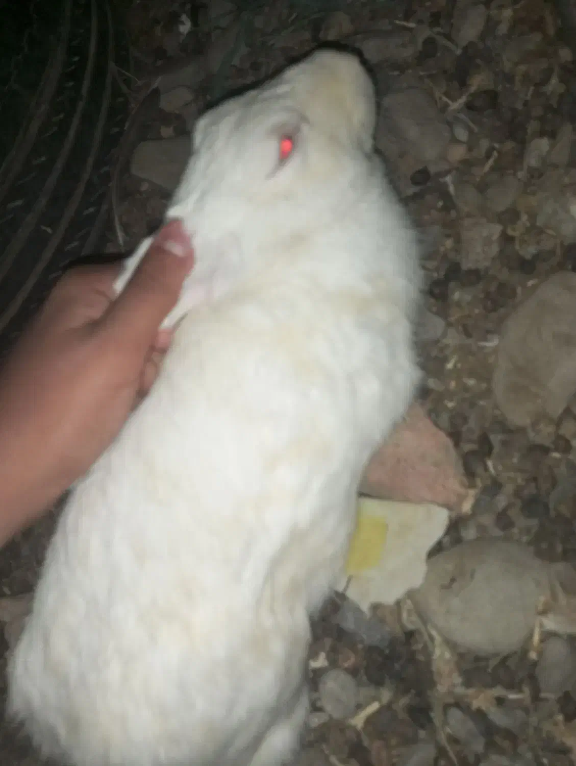 تعداد چند عدد خرگوش فروشی|موش و خرگوش|ایرانشهر, |دیوار