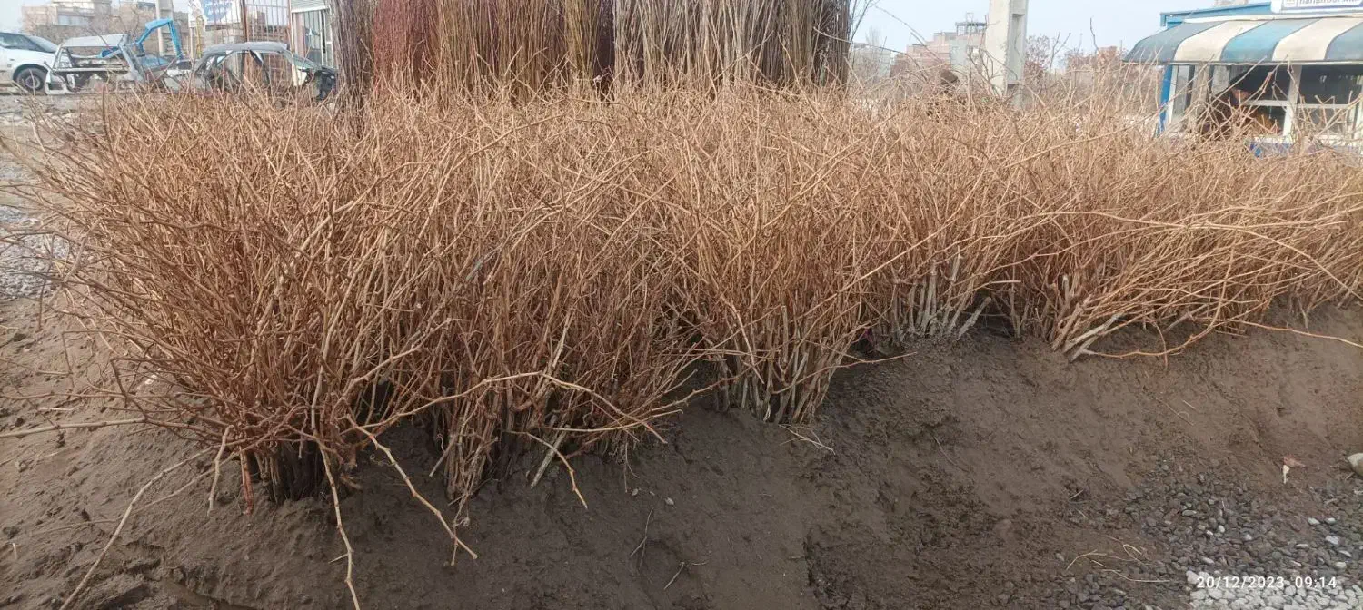 نهال پر کیفیت و اصلاح شده|خدمات باغبانی و درختکاری|زرین آباد, |دیوار