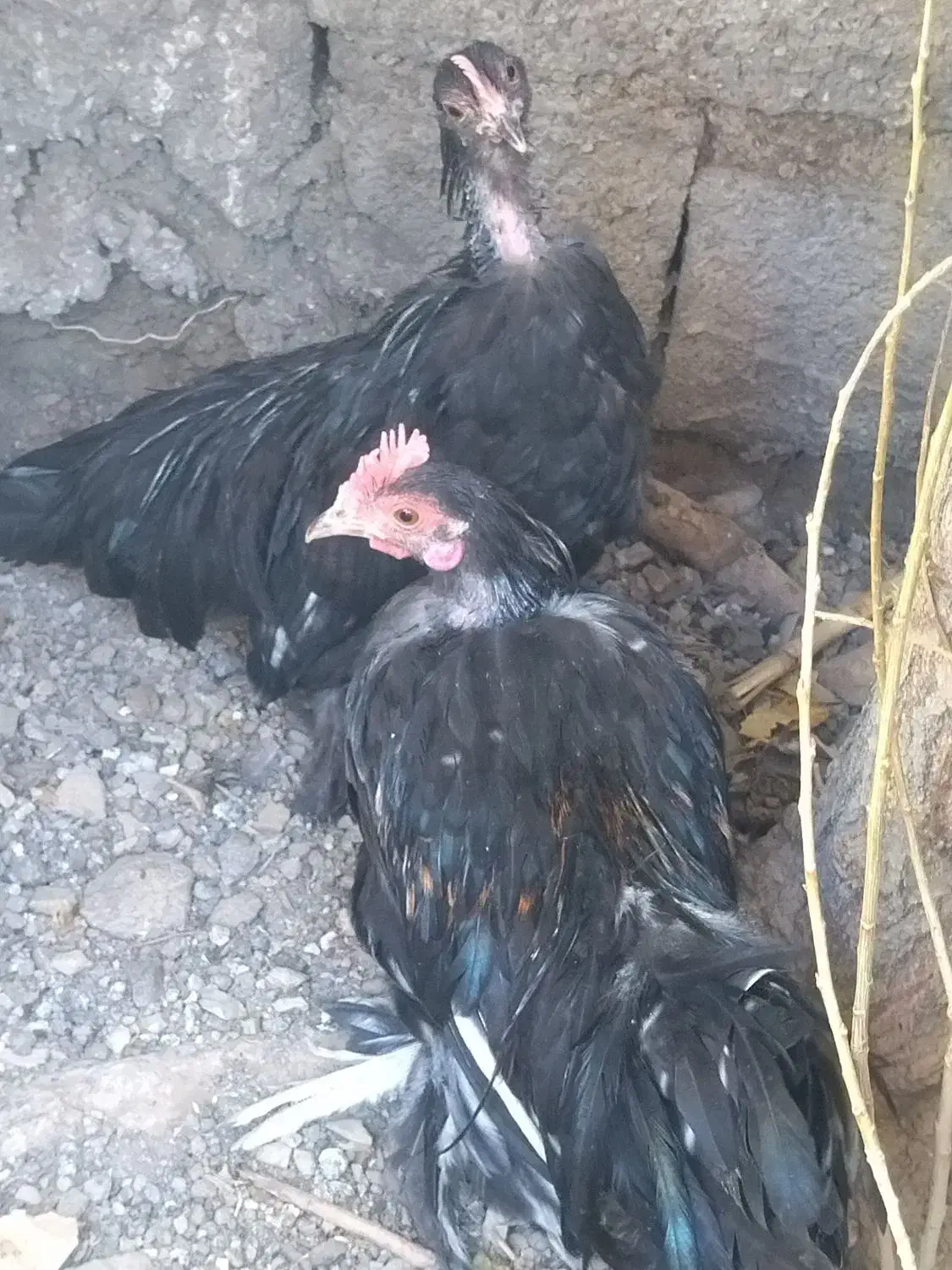 مرغ خروس فونیکس|حیوانات مزرعه|بومهن, |دیوار