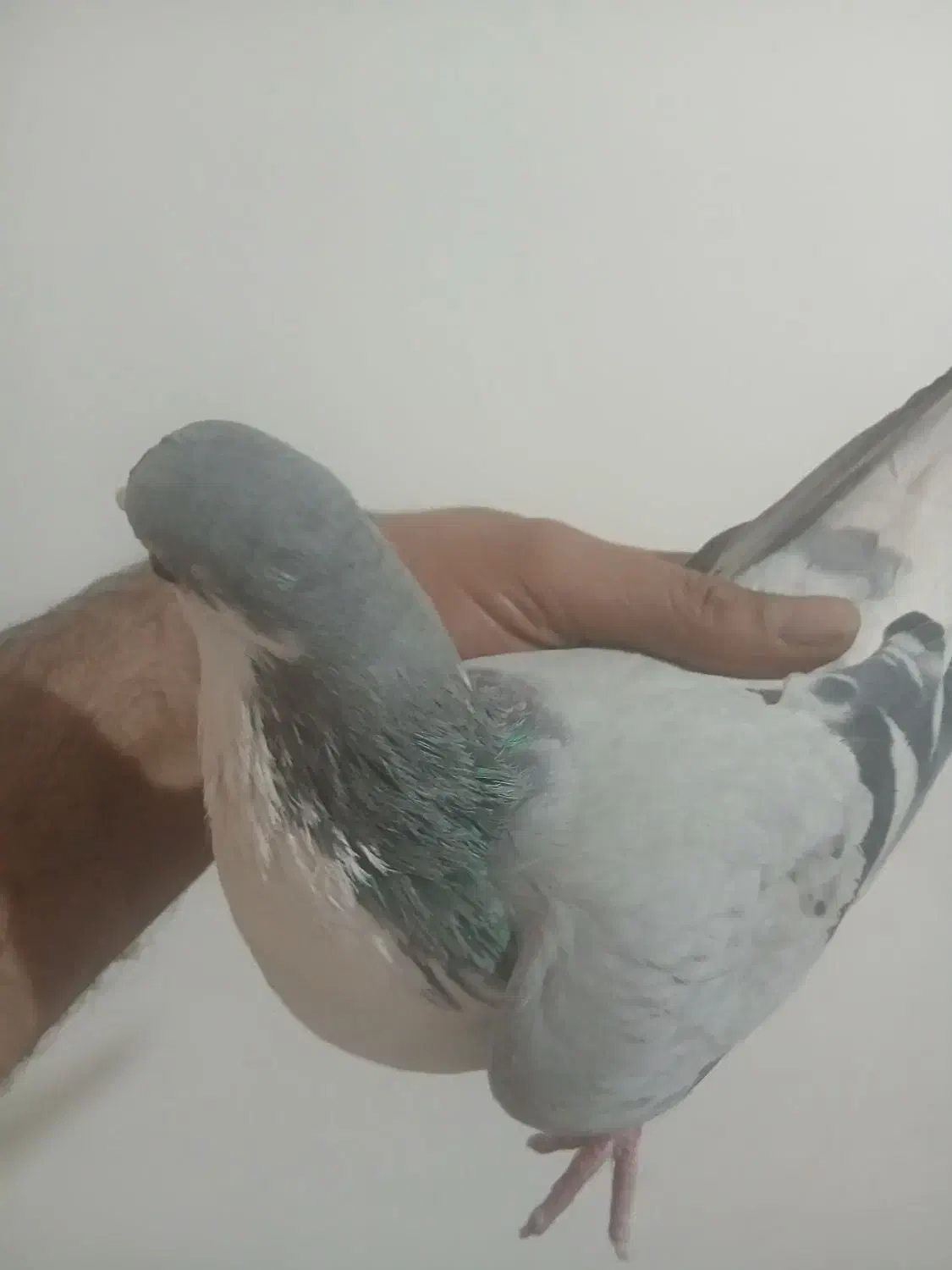 کفتر|پرنده|بومهن, |دیوار