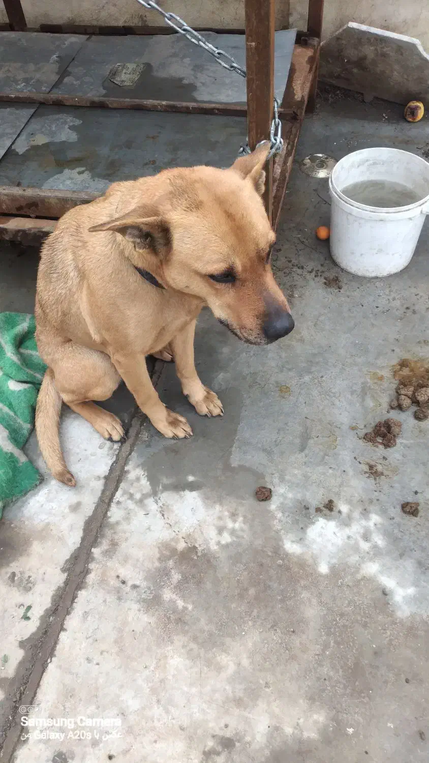 واگذاری سگ پیت بول|سگ|قرچک, میرزائی شمالی|دیوار