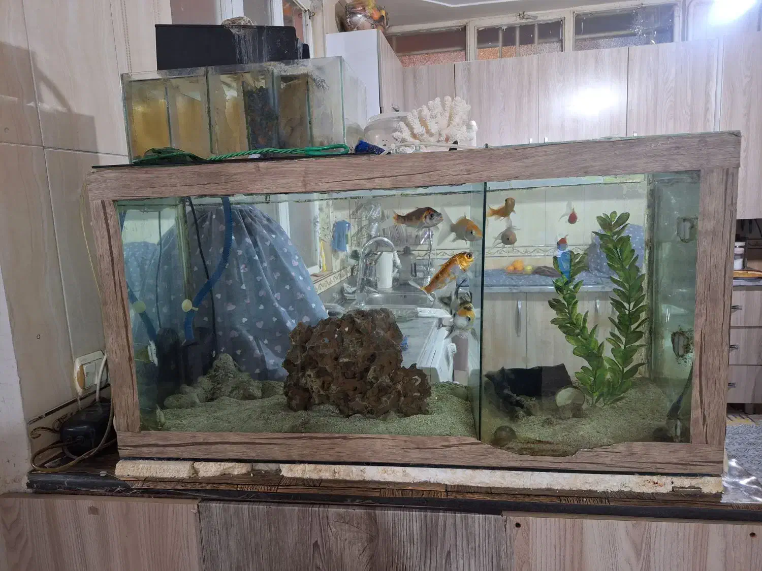 اکواریوم با تمام وسایل|ماهی|کرمانشاه, |دیوار