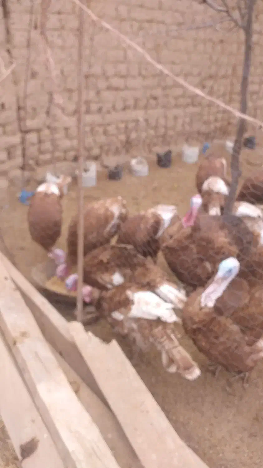 تعدادی بوقلمون|حیوانات مزرعه|نمین, |دیوار