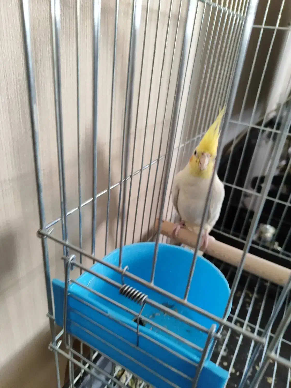 عروس هلندی لوتینو|پرنده|اصفهان, اصفهانک|دیوار