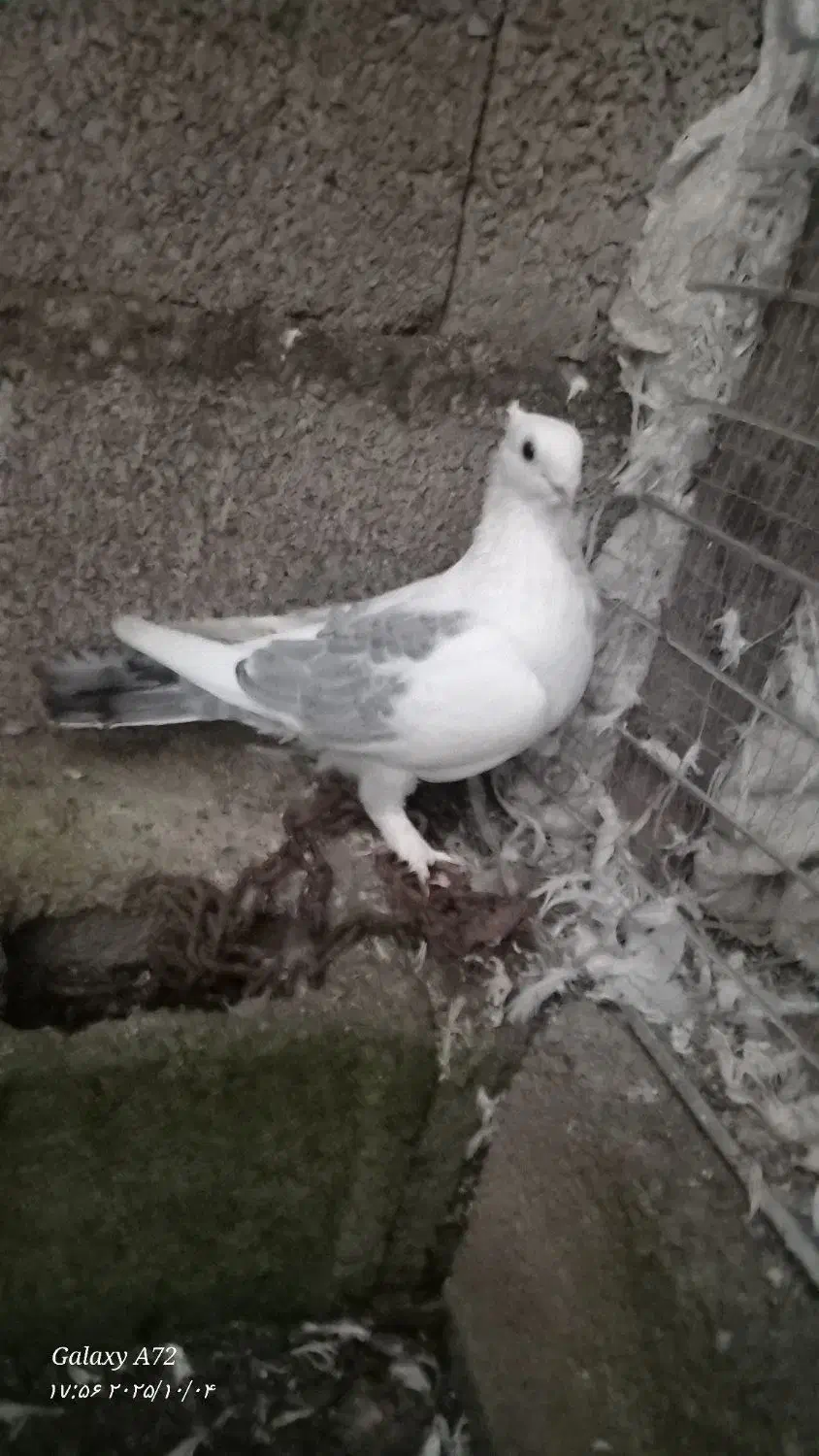 یک جفت کبوتر بلژیکی|پرنده|ماسال, |دیوار