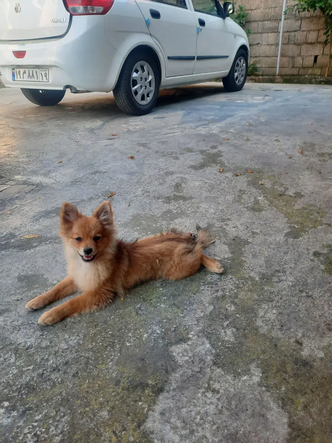 واگذاری دو عدد سگ یکی ماده یکی نر|سگ|رامسر, |دیوار