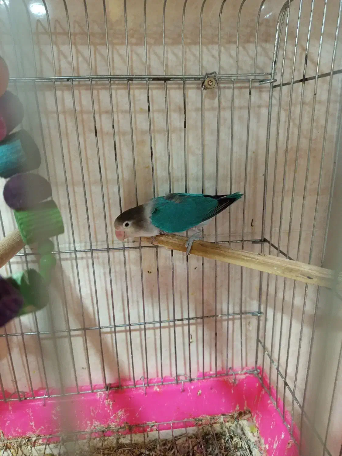 برزیلی مولد|پرنده|چغادک, |دیوار