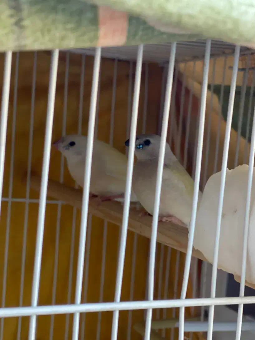 فنچ گلدین|پرنده|مشهد, توس (بلوار توس)|دیوار