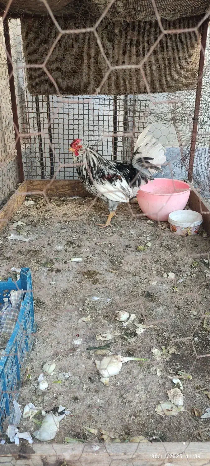 خورس گلین درجه یک|حیوانات مزرعه|ساوه, |دیوار