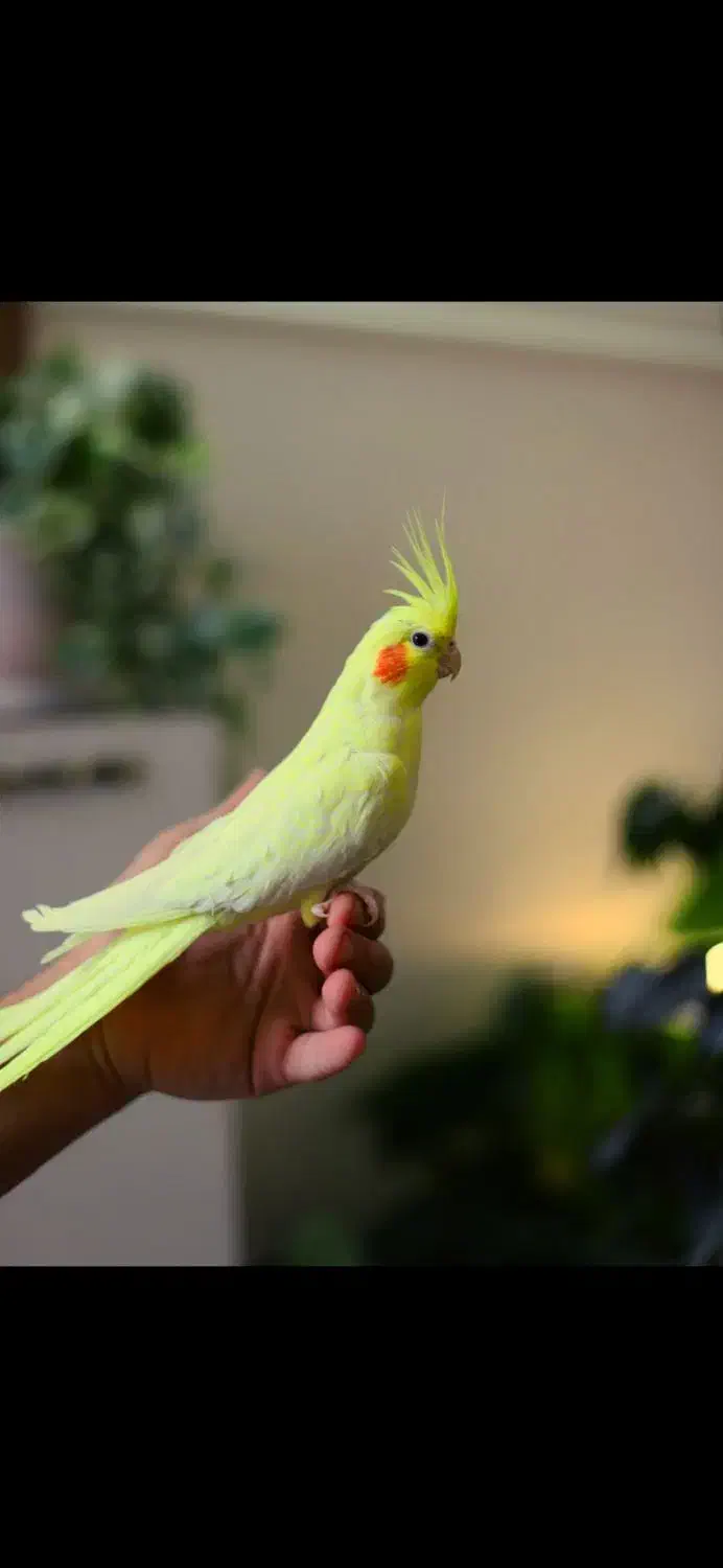 سه جفت عروس هلندی مولد|پرنده|کنگاور, |دیوار