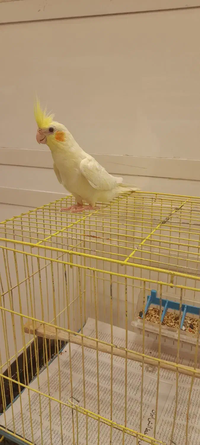 طوطی عروس|پرنده|رشت, بازار|دیوار