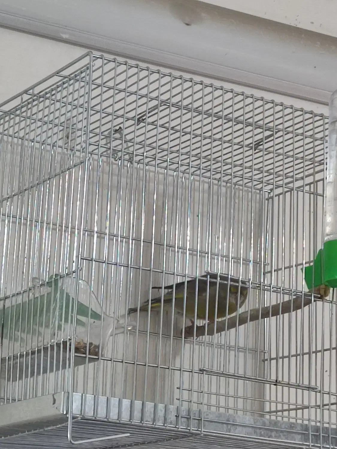 سهره سبز ملی|پرنده|خرم‌آباد, |دیوار