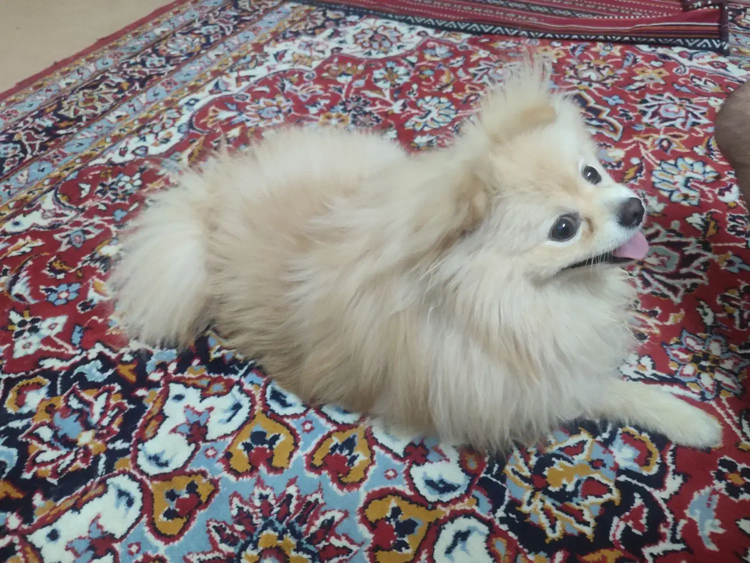 سگ پامیرین عروسکی|سگ|بندرعباس, |دیوار