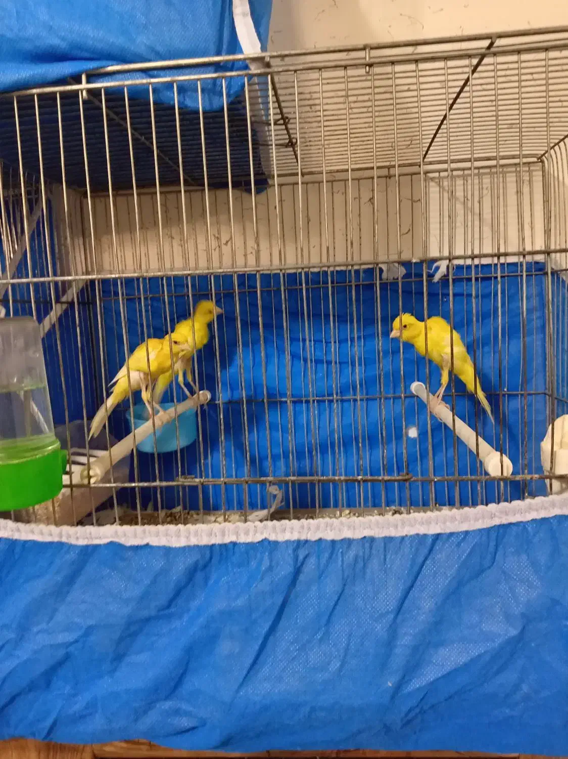 قناری یسر جیبر جیور|پرنده|نجفآباد, امام خمینی|دیوار