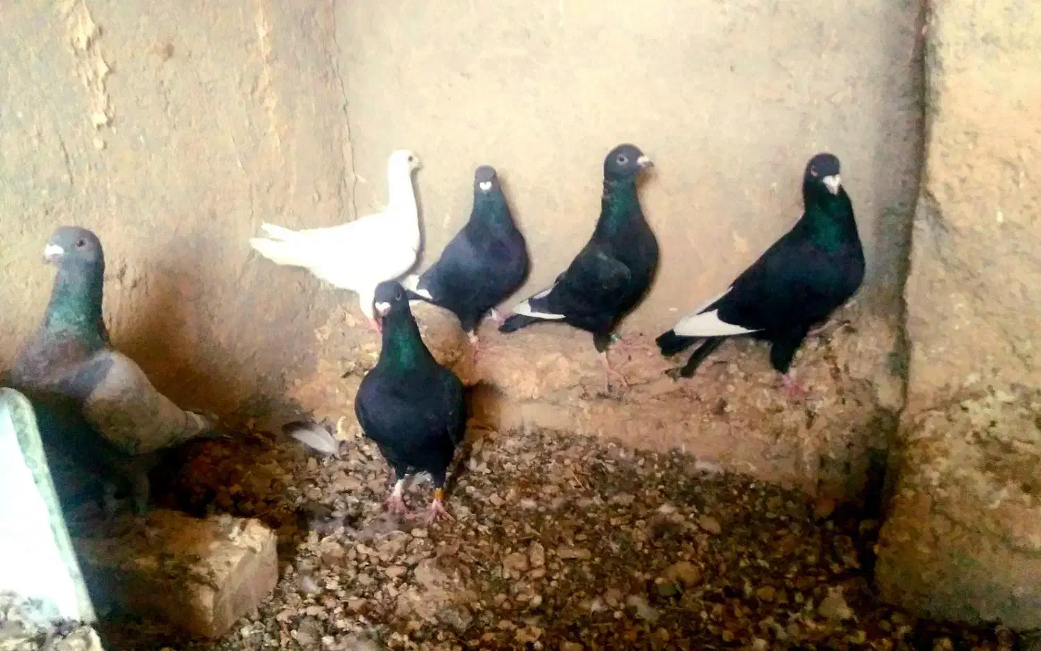 کبوتر دورگ|پرنده|شاهینشهر, خبرنگار|دیوار