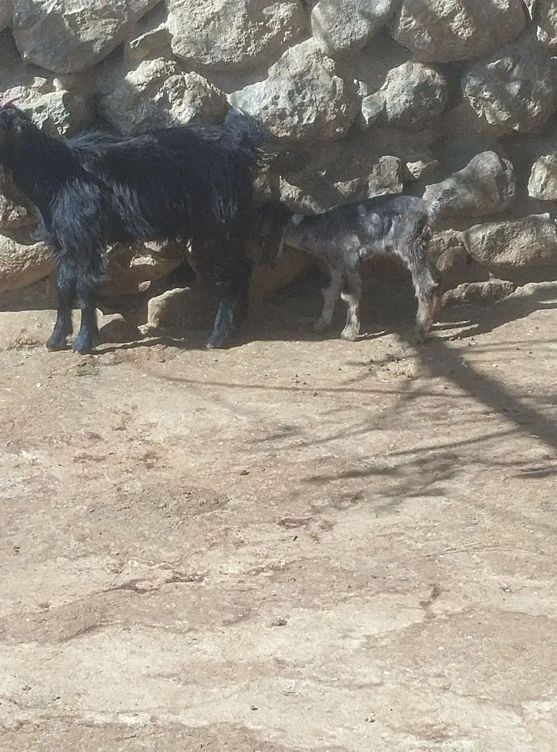 بزغاله شیری|حیوانات مزرعه|زاغه, |دیوار