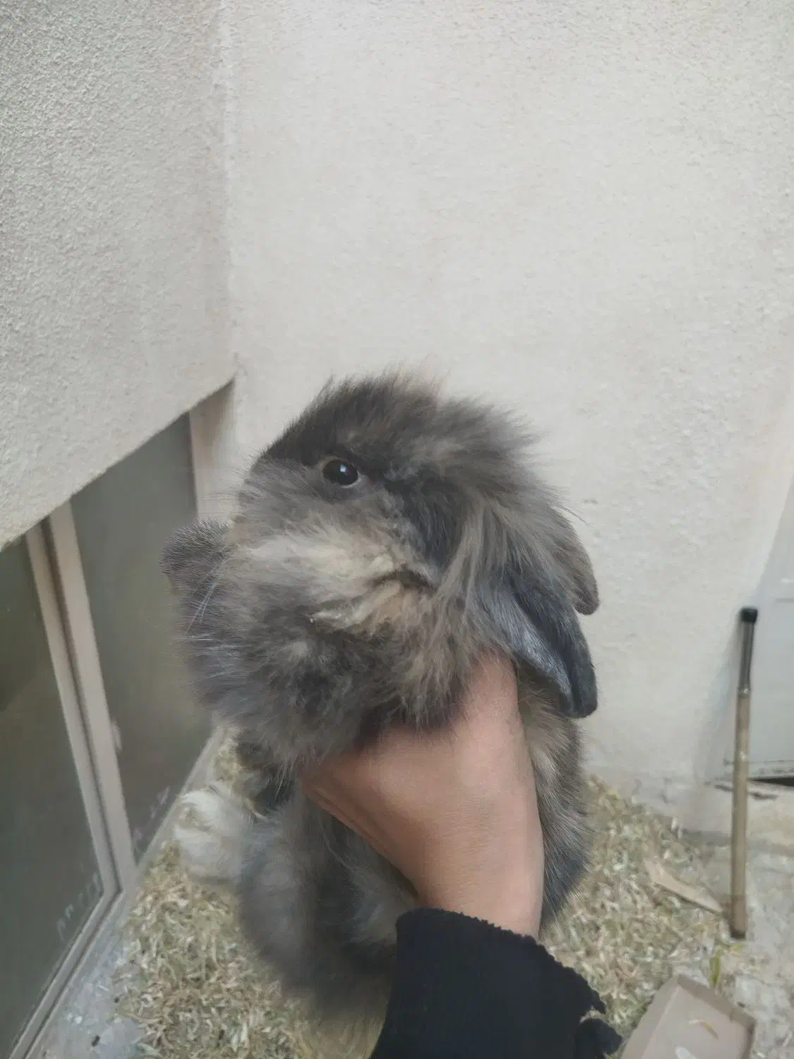 خرگوش|موش و خرگوش|زنجان, |دیوار