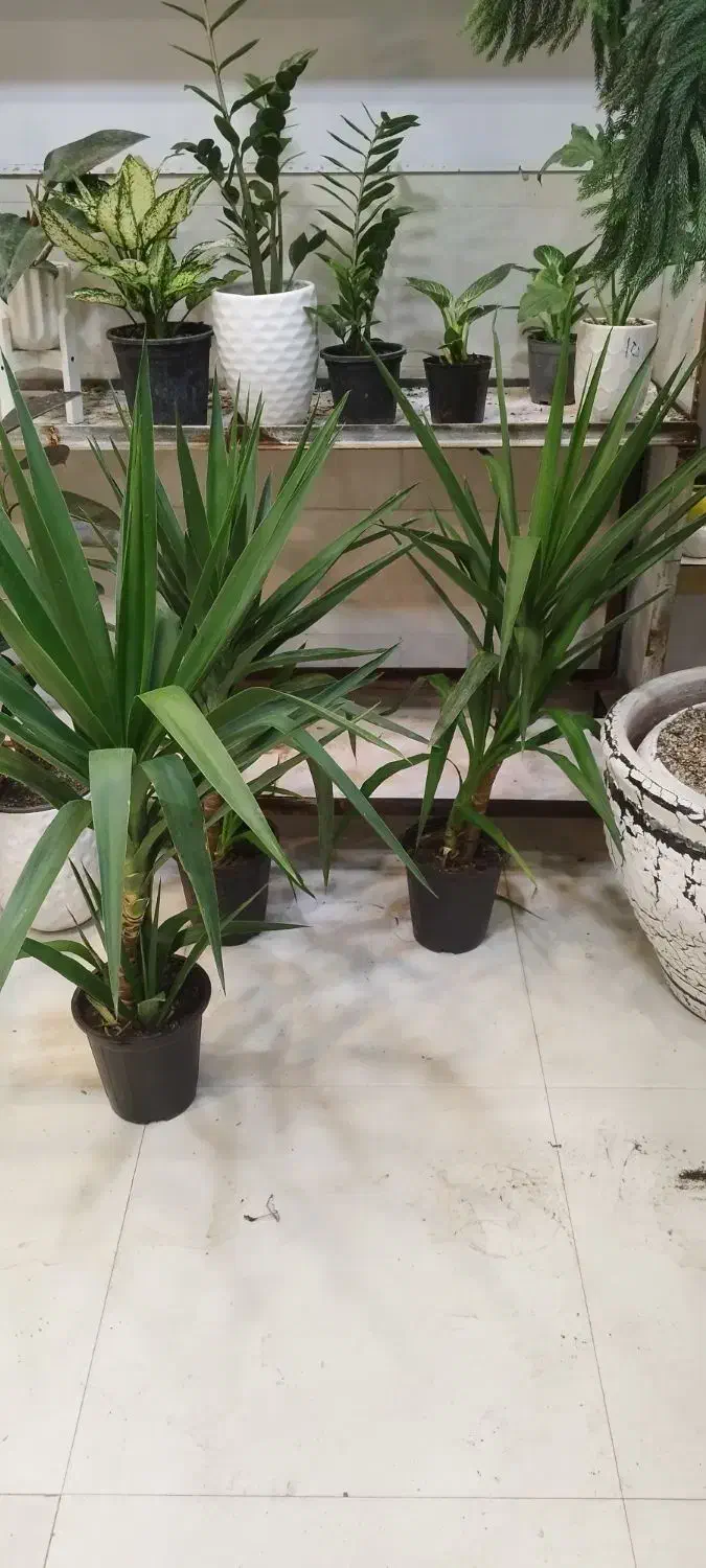 بامبوپتوس سانسوریاهمه قیمت مناسب|گل و گیاه طبیعی|مشهد, کارگران|دیوار