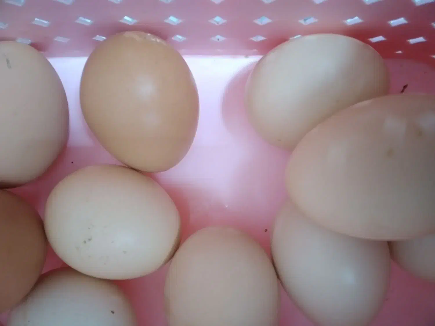 تخم اردک‌اسراییلی یا مسکویی|حیوانات مزرعه|قائم‌شهر, |دیوار