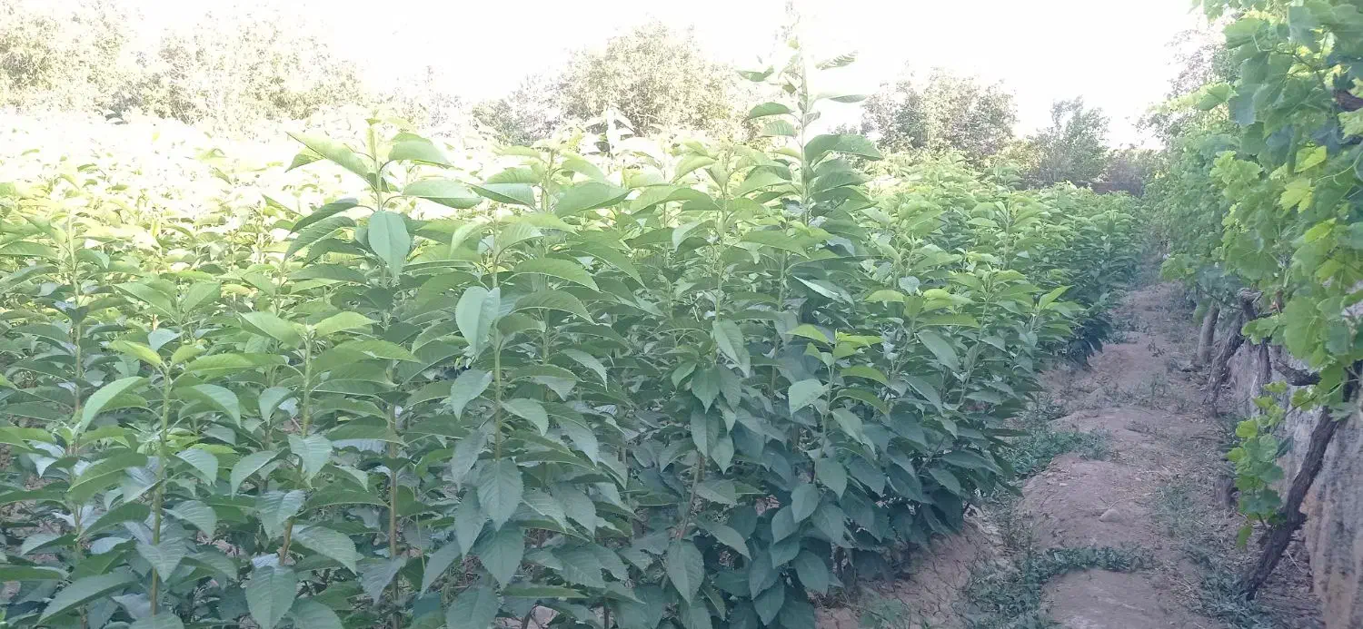 نهال گیلاس تک دانه و آلبالو اسرائیلی|خدمات باغبانی و درختکاری|انزل, |دیوار