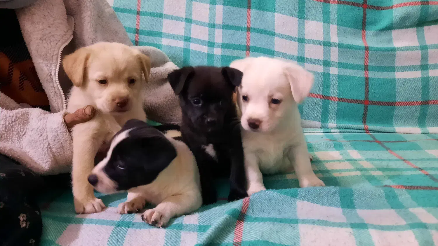 سگ پاکوتاه|سگ|راور, |دیوار