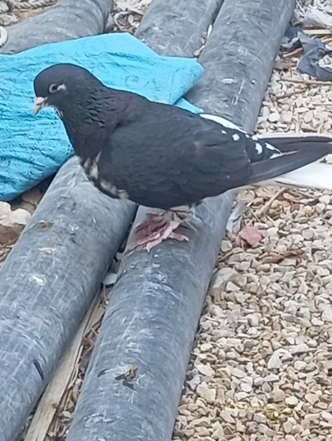 پرنده رنگی|پرنده|شیراز, کوشک میدان|دیوار