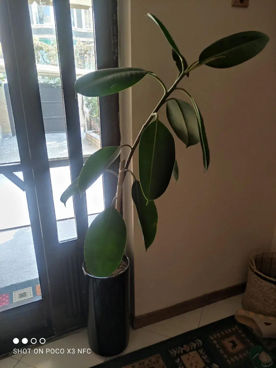 گل طبیعی با گلدان|گل و گیاه طبیعی|مشهد, بهاران|دیوار