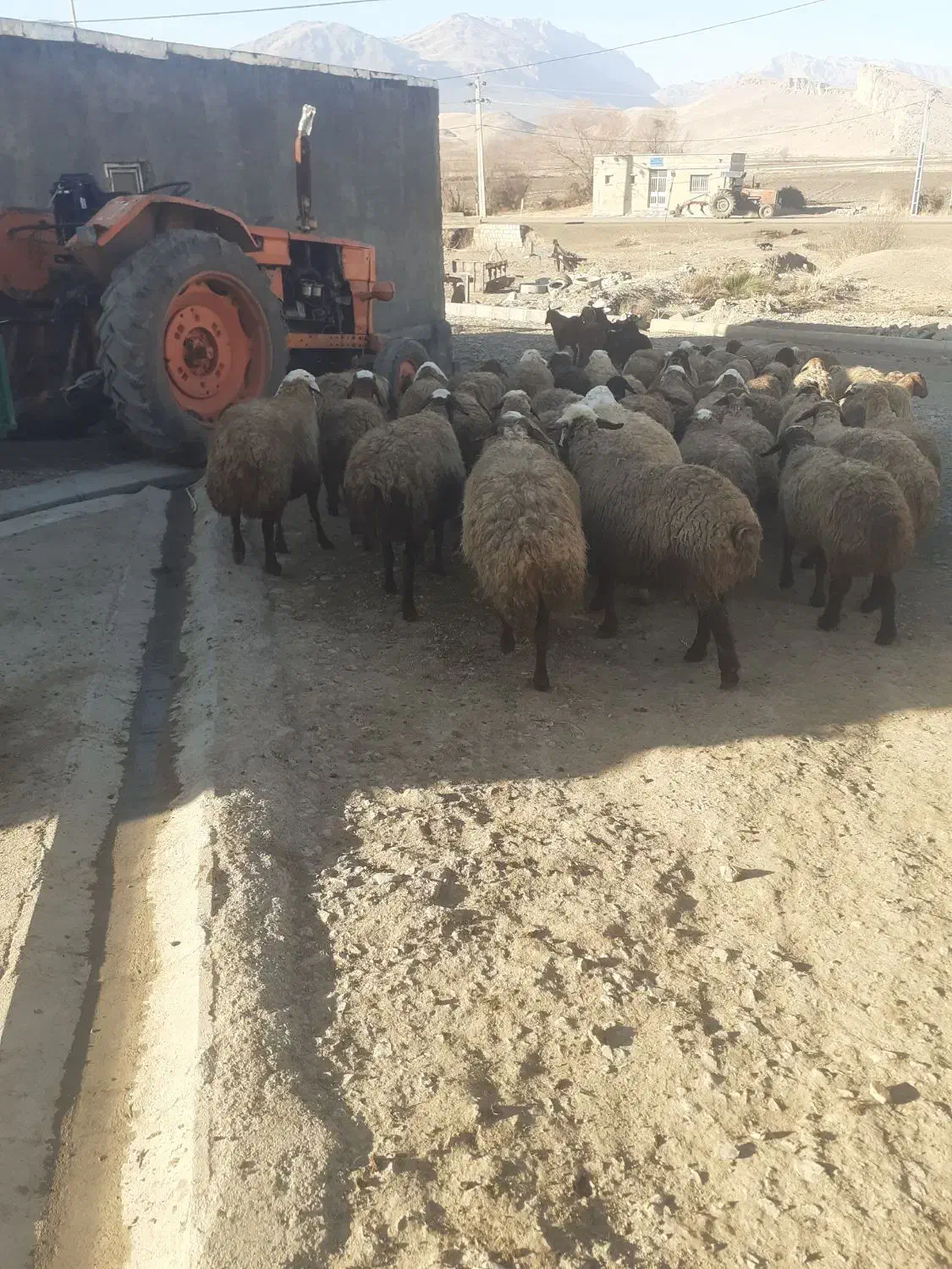 میش ابستن|حیوانات مزرعه|صحنه, |دیوار