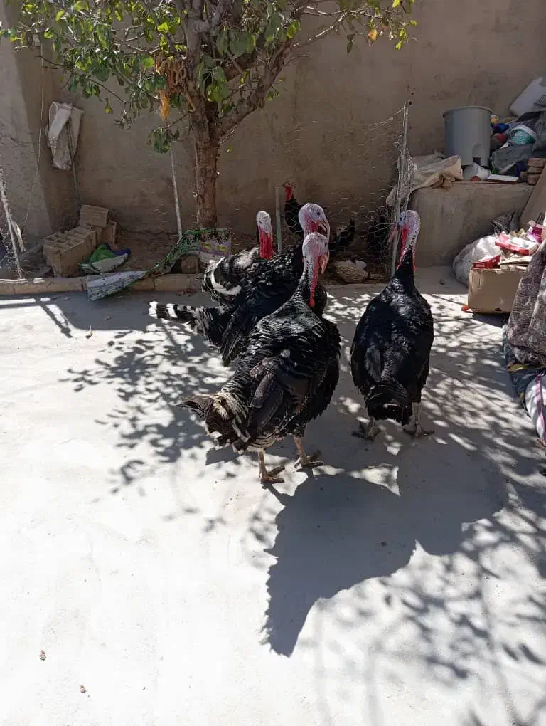 فروش بوقلمون|پرنده|سنندج, |دیوار