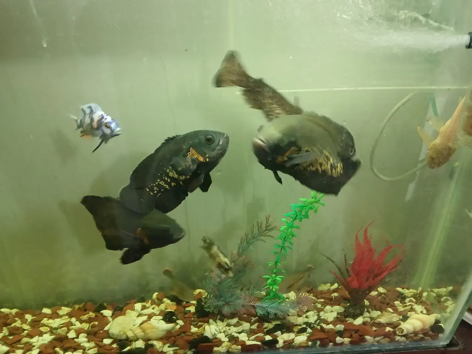 ماهی|ماهی|فرخ‌شهر, |دیوار