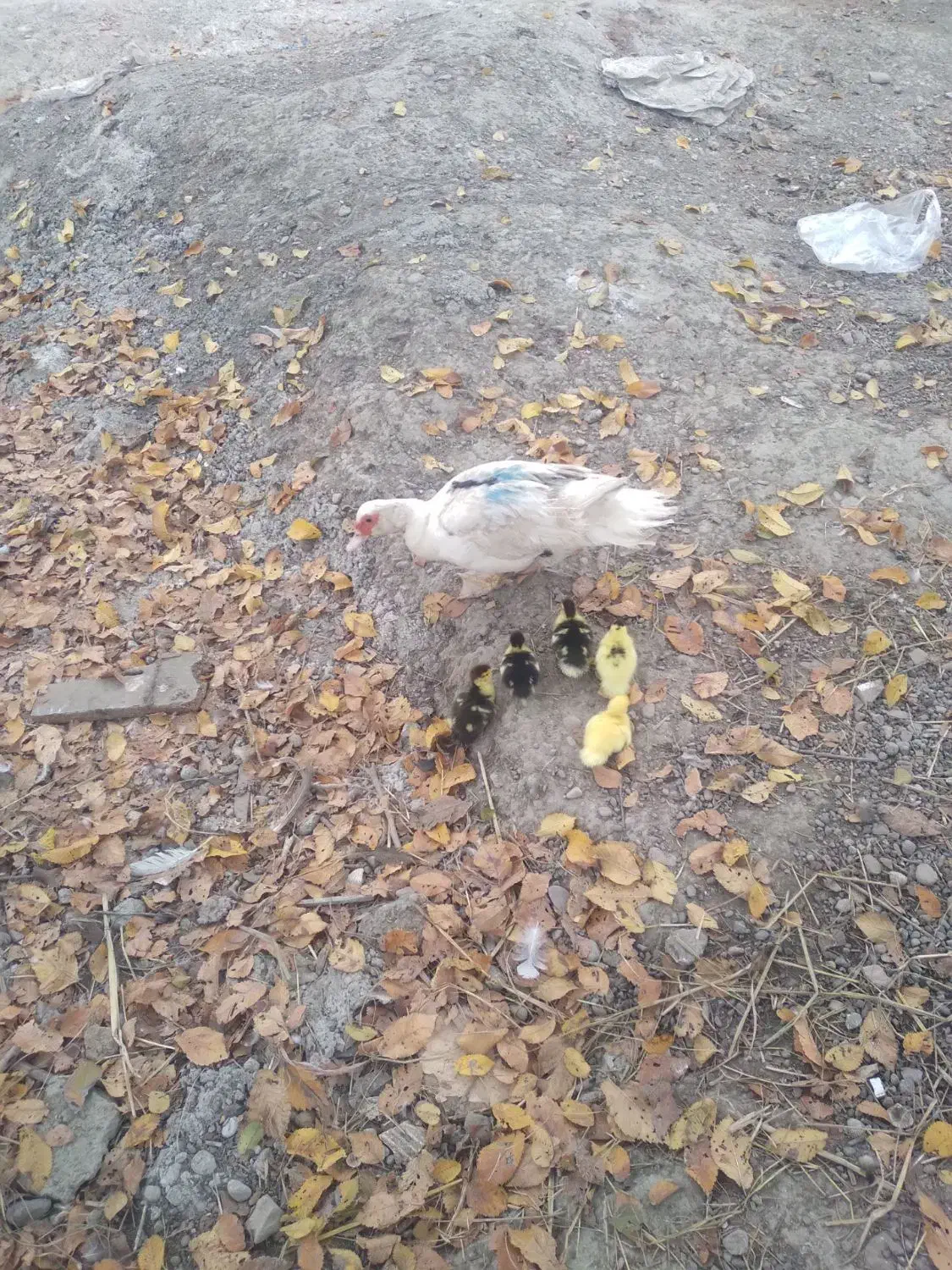 اوردک اسراییلی با جوجه|حیوانات مزرعه|رشت, حومه رشت|دیوار