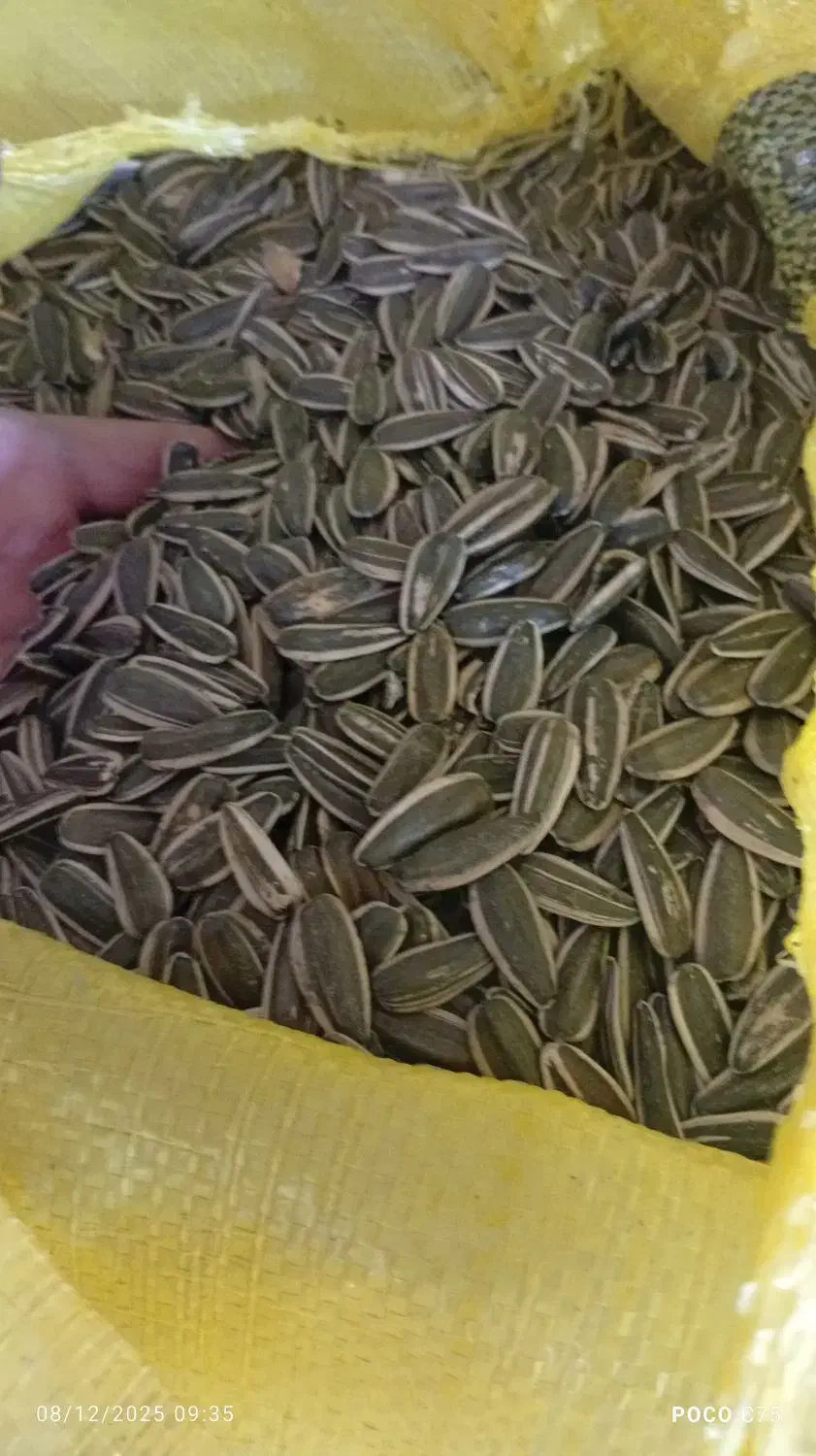 تخمه s400 عمده|عمدهفروشی|شیراز, باغ تخت|دیوار