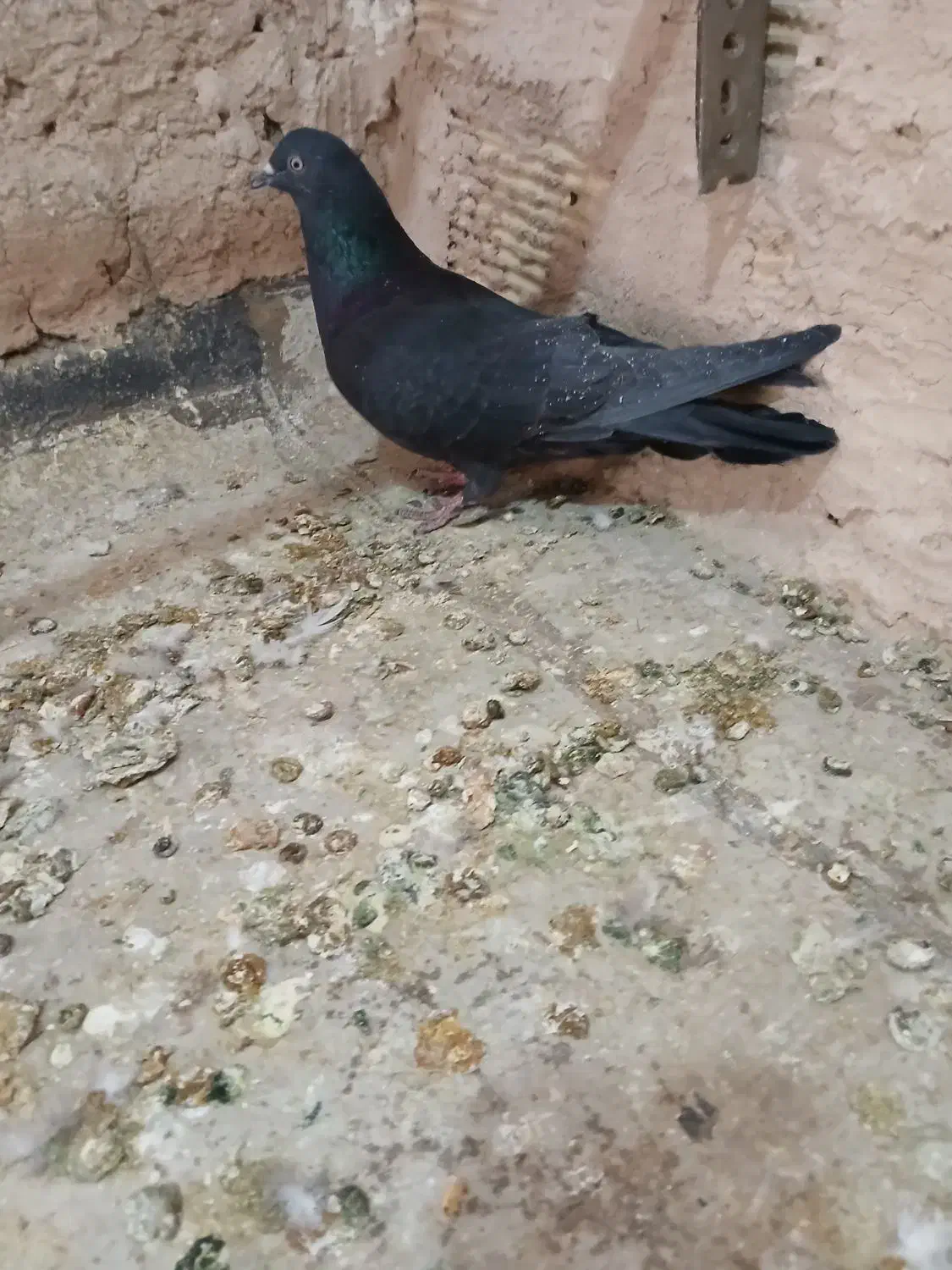 نردمگیر قلاق..|پرنده|اصفهان, سروستان|دیوار