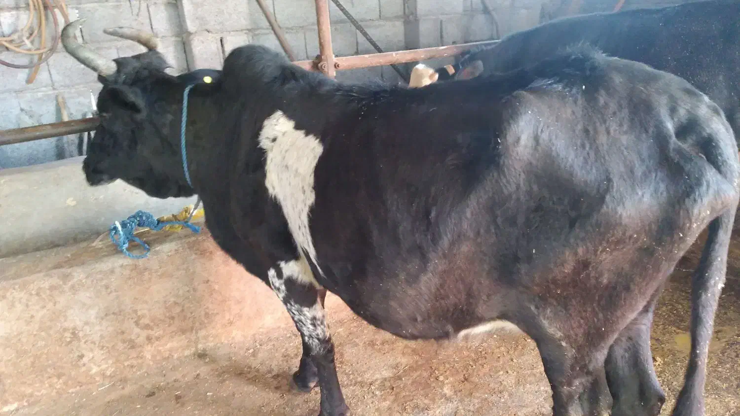 گاو|حیوانات مزرعه|رودبنه, |دیوار