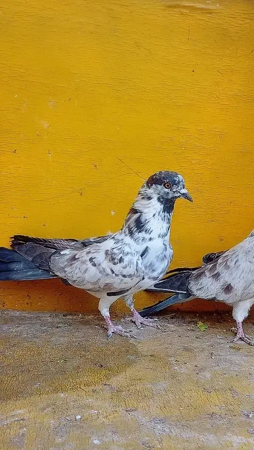 کبوتر پرشی|پرنده|کوهدشت, |دیوار