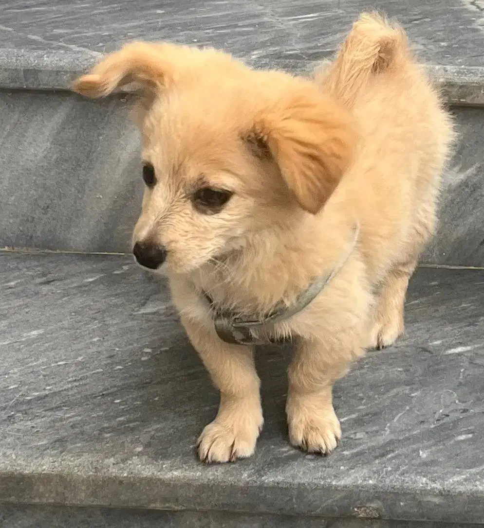 توله سگ پامر تریر|سگ|رشت, سعدی (تختی)|دیوار