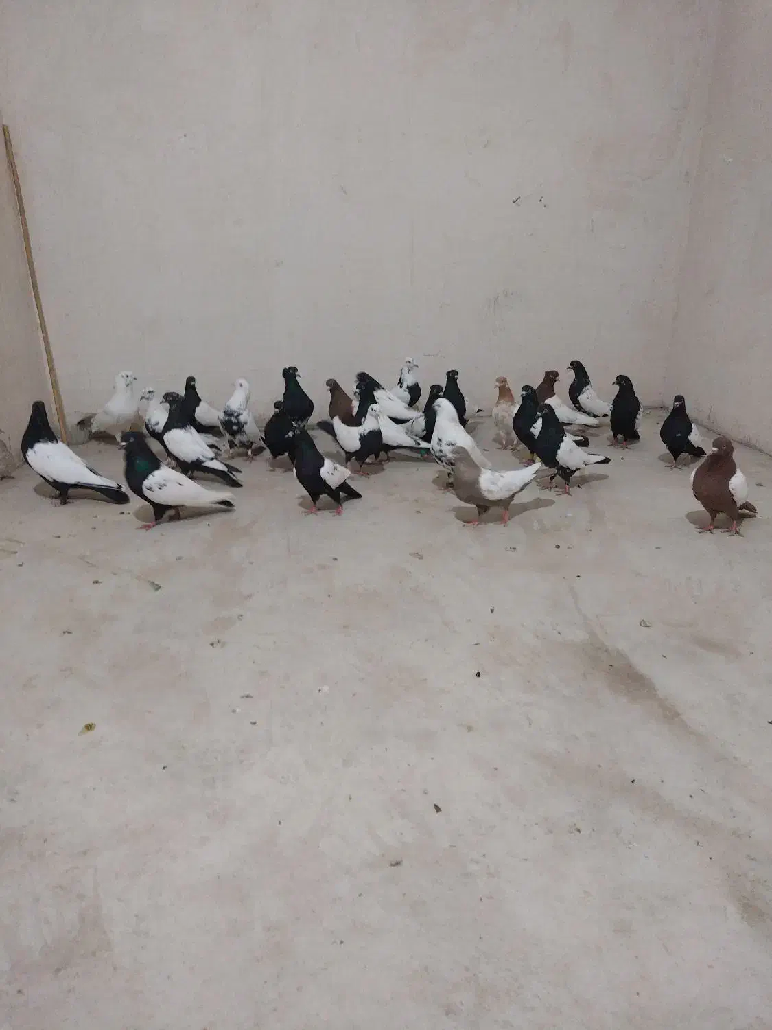 کبوتر|پرنده|سنندج, |دیوار