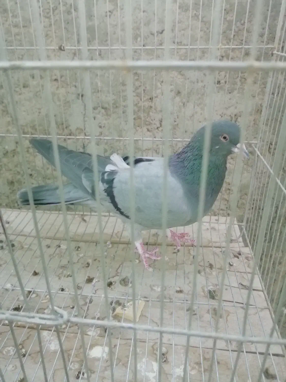 کبوتر نر دمگیر|پرنده|خمینی‌شهر, |دیوار