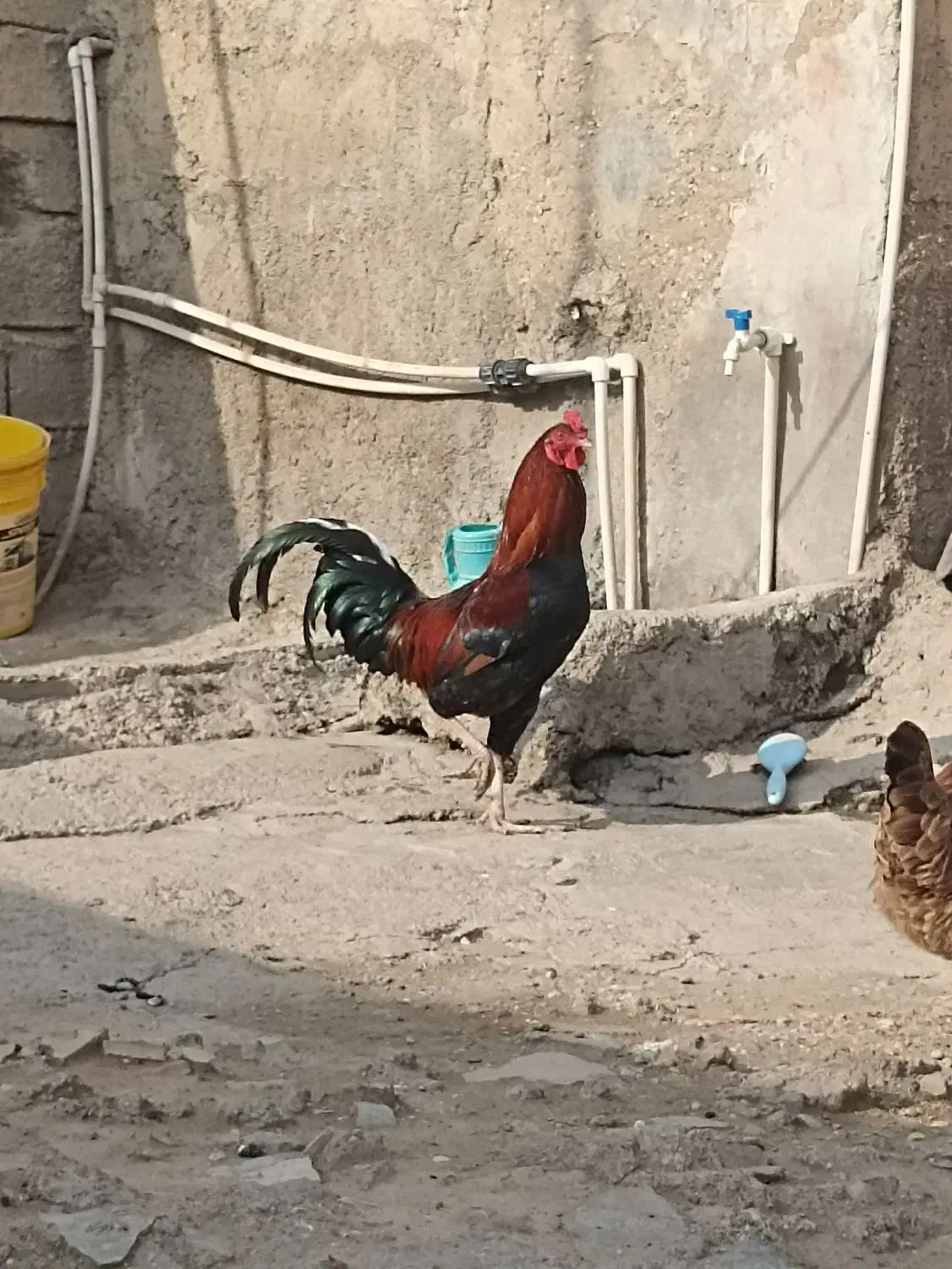 مرغ خروس جوان تخم گذار باهم خانگی هستن|حیوانات مزرعه|نگین شهر, |دیوار