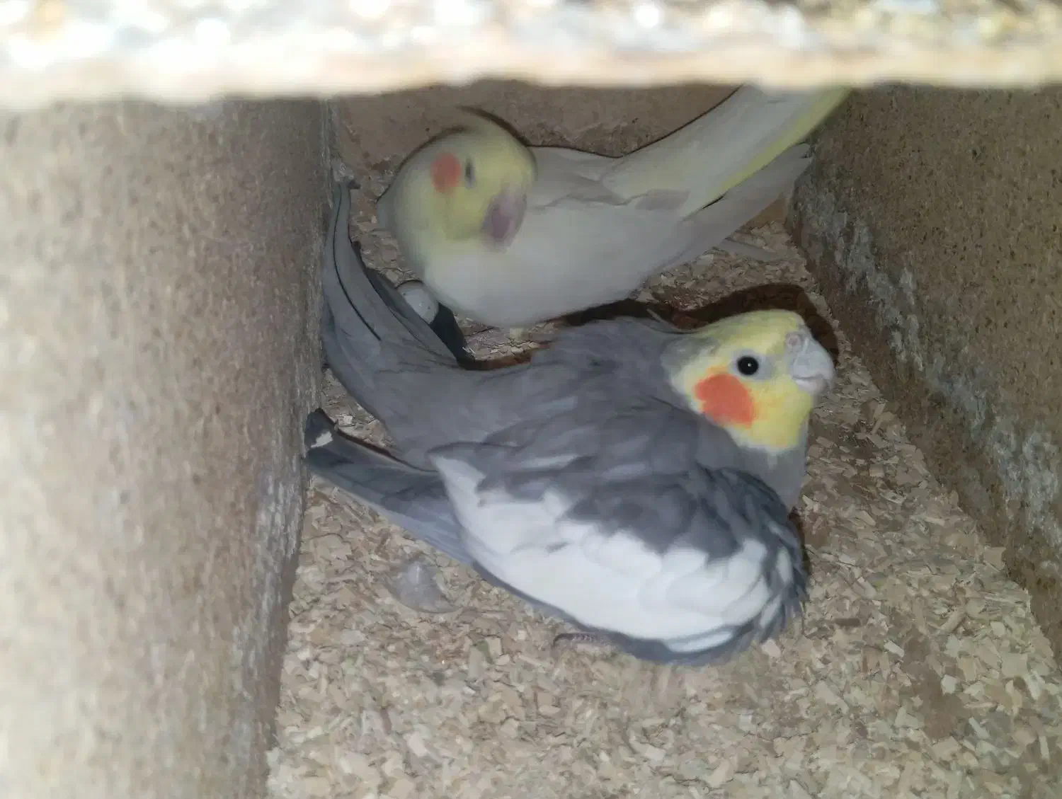 عروس هلندی های استثنایی|پرنده|مشهد, چهاربرج|دیوار