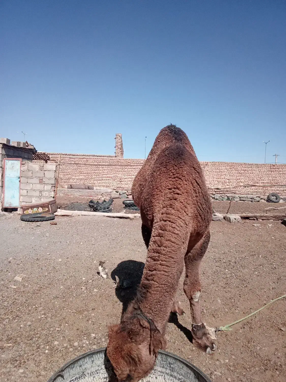 شتر پروار آرام نر|حیوانات مزرعه|نهبندان, |دیوار