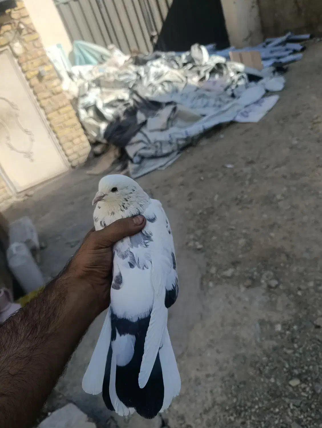 کبوتر|پرنده|پردیس, شهرک صنعتی خرمدشت فاز ۷|دیوار