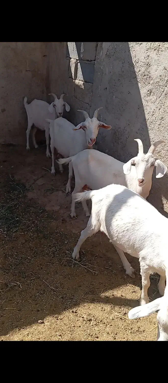 بزسانن|حیوانات مزرعه|ابرکوه, |دیوار