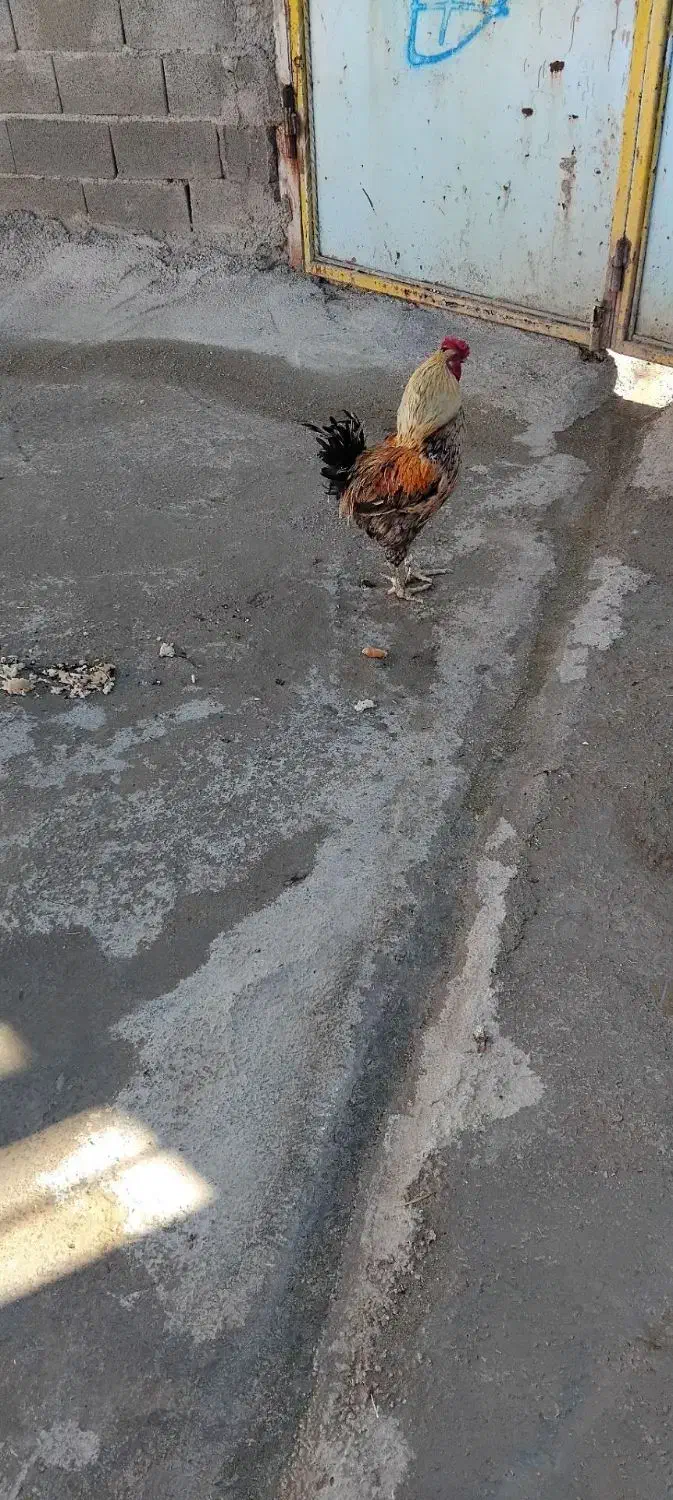 خروس|پرنده|خرم‌آباد, |دیوار