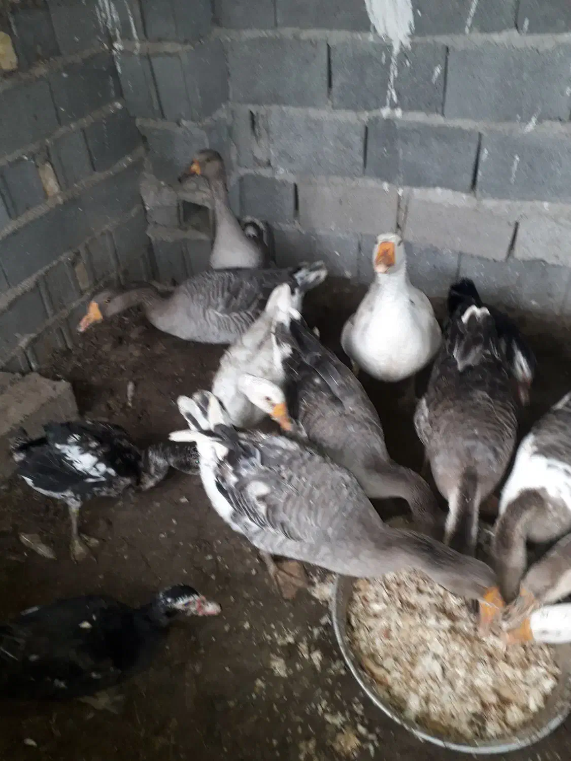 غاژ بزرگ|حیوانات مزرعه|قائم‌شهر, |دیوار