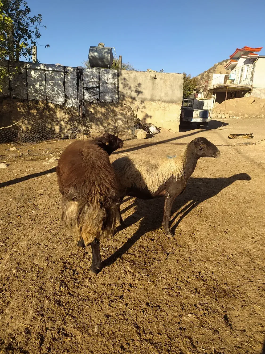 یک راس قوچ قزل افشار شیره دار|حیوانات مزرعه|پاپی, |دیوار