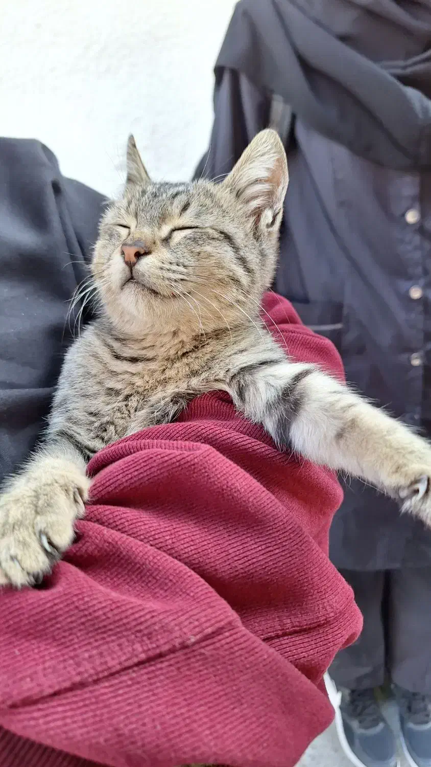 واگذاری رایگان|گربه|گرگان, |دیوار