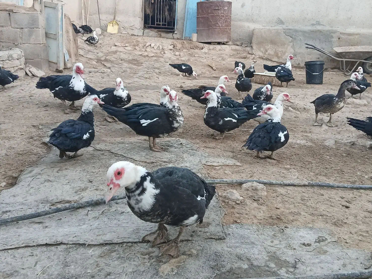 اوردکخارجی|حیوانات مزرعه|گل تپه, |دیوار