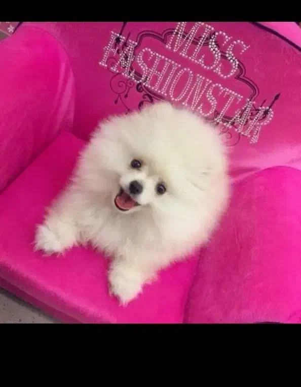 توله سگ88روزه پامر با اصالت و تضمین زیبا ترین رنگ|سگ|مشهد, اقبال|دیوار