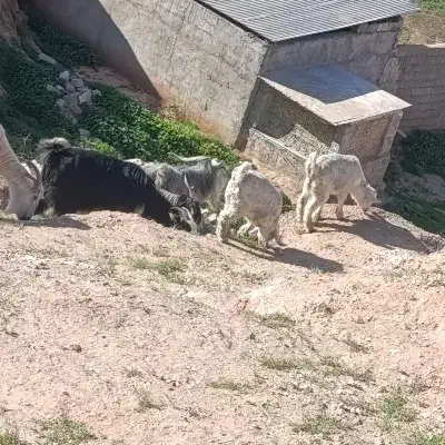 بز زاییده|حیوانات مزرعه|مسجد سلیمان, |دیوار